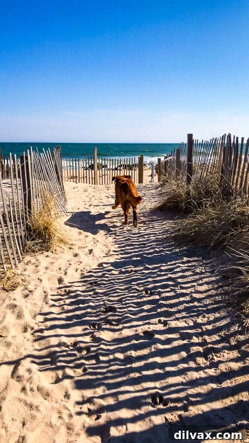 Furry Friday: Pawsitively Pining 9 Logan the Golden Dog cautiously exploring Quonochontaug Beach in Charlestown, RI, during his very first encounter with the ocean.