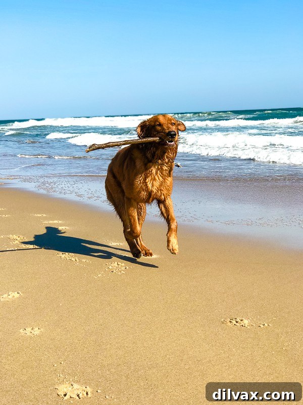 Furry Friend Friday: Closer Hearts, Happier Paws 10 Logan the Golden Dog at the beach, cautiously sniffing the sand near the water's edge.