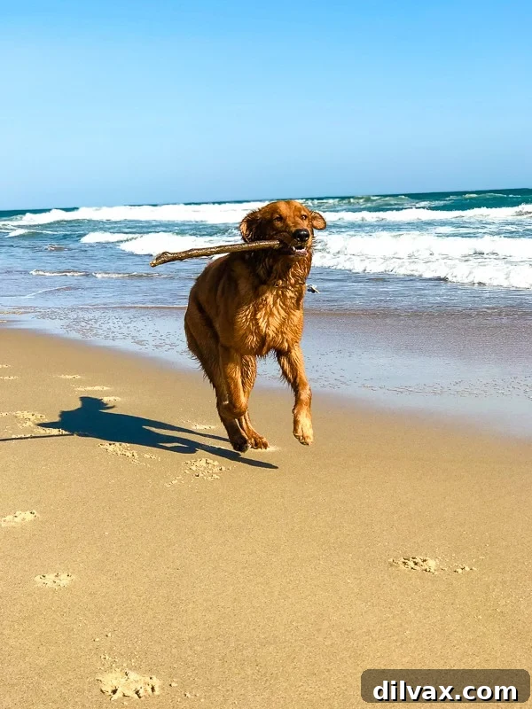 Furry Friday: Pawsitively Pining 10 Logan the Golden Dog confidently playing and enjoying himself at the beach after overcoming his initial fear of the waves.