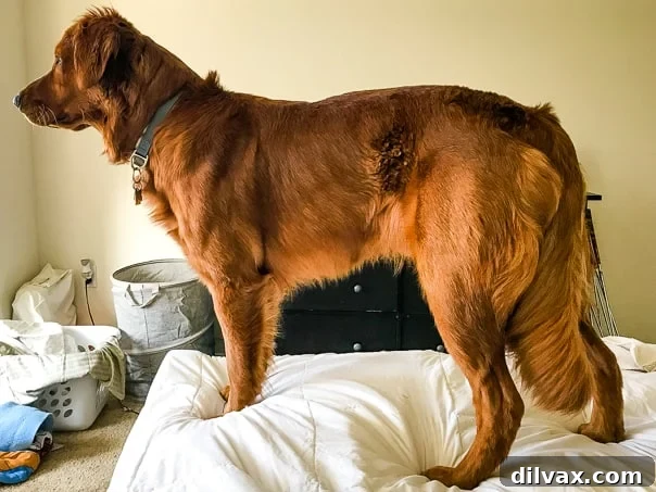 Pawsome Mothers Day Friday 2 Logan, a beautiful Golden Retriever puppy, enjoys a peaceful moment on Mother's Day.