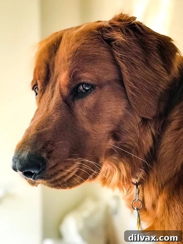 Logan the Golden Dog giving a playful side eye during Mother's Day.