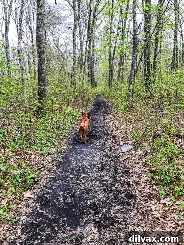 Pawsome Mothers Day Friday 7 Logan the Golden Dog joyfully runs along a scenic trail during a Mother's Day hike with the family.