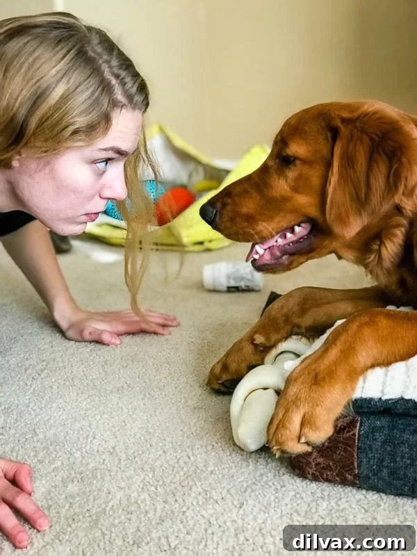 Logan the Golden Dog intently staring at Emma, his human companion.