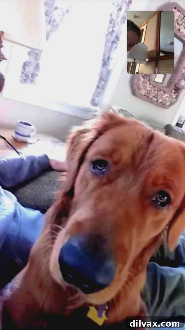 Using MedallionNet to FaceTime with Logan the Golden Dog from the cruise, showing clear video.