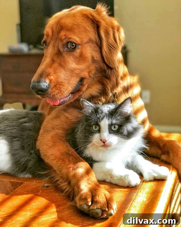 Cheesy Chicken Bites for Happy Pups 2 Logan the Golden Dog relaxing beside Winnie the cat, showcasing their companionship.