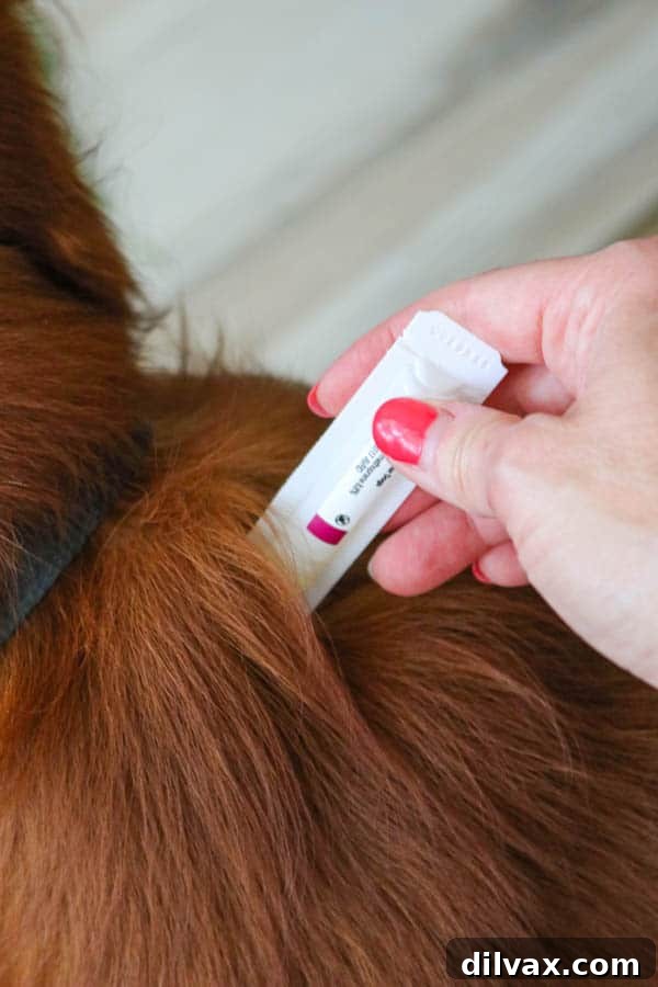 Owner applying PetArmor Plus topical treatment to Logan the Golden Dog, demonstrating easy home application.