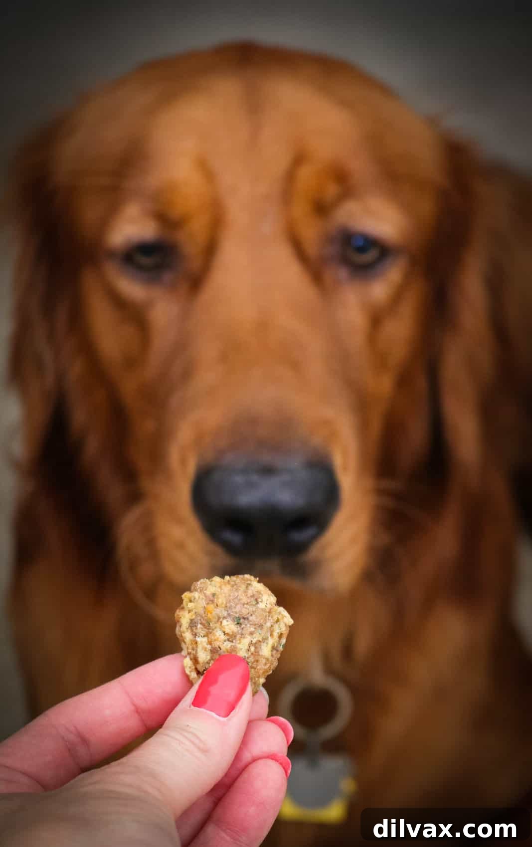 Logan looking at an easy homemade Chicken and Cheese Dog Treat. Logan the Golden Dog eagerly looking at a homemade Chicken and Cheese Dog Treat held out to him.