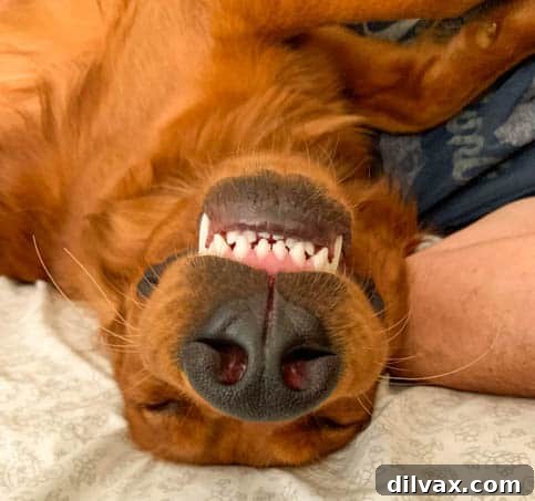 Logan the Golden Dog relaxing on a Sunday morning. Logan the Golden Retriever puppy relaxing peacefully on a Sunday morning, embodying pure contentment.