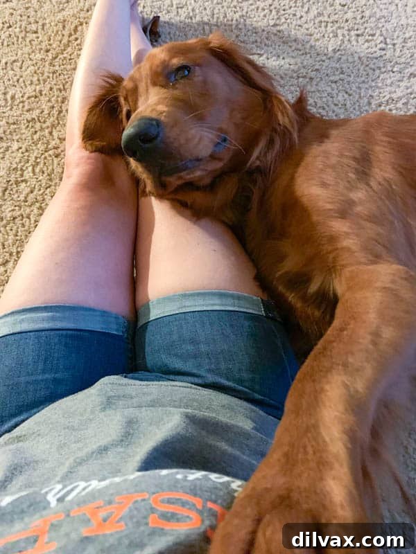Logan the Golden Dog relaxing with mom. Logan the Golden Retriever puppy enjoying a relaxed snuggle session with his mom, showcasing his affectionate nature.