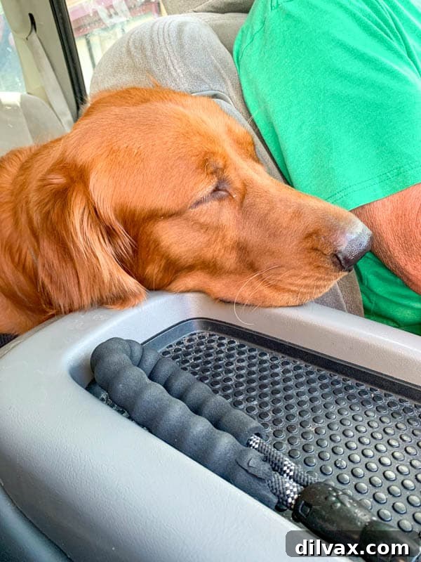 Logan the Golden Dog falling asleep in the car on the way home from Philadelphia. Logan the Golden Retriever puppy sweetly falling asleep in the car after an exciting trip to Philadelphia, showcasing his exhaustion.