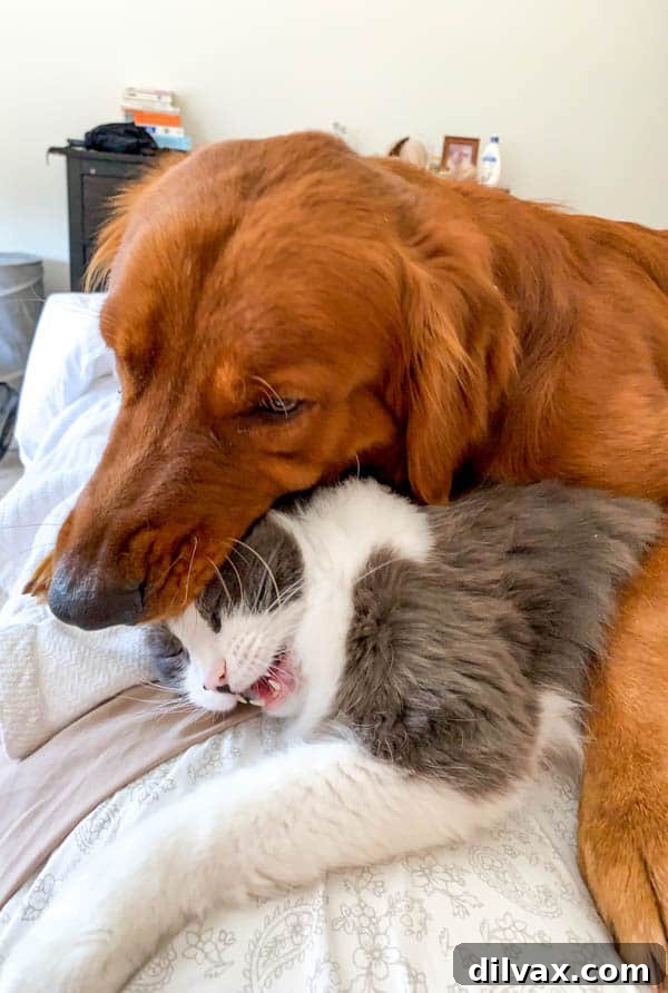 Logan the Golden Dog and Winnie the polydactyl cat. Logan the Golden Retriever and Winnie the polydactyl cat sharing a moment, illustrating their unique and often humorous bond.