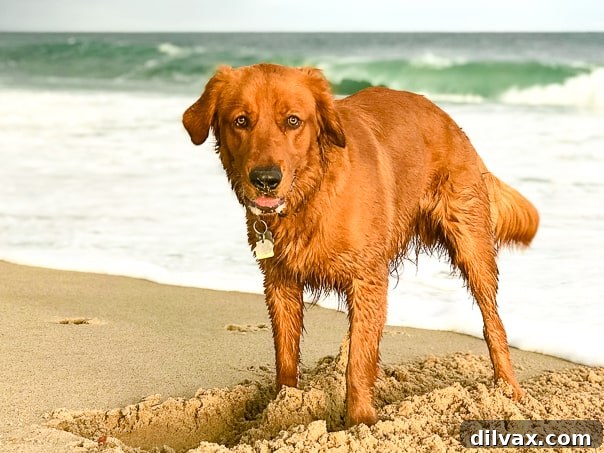 Logan the Golden Dog digging in the sand at Quonochontaug Beach, RI