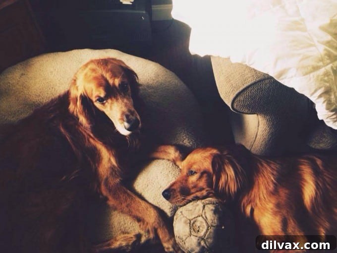 Brady and Keiser, our two previous Golden Retrievers