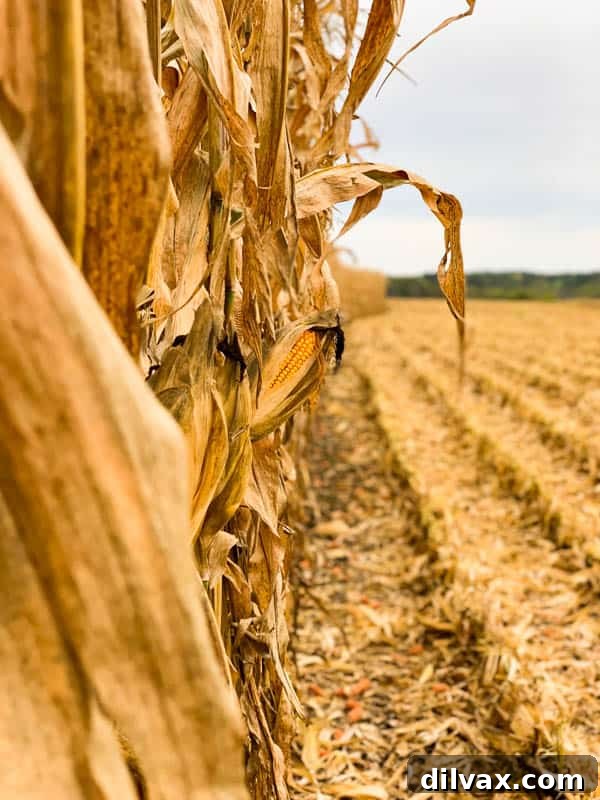 Golden corn at Kuiper Farm, Iowa, ready for harvest and central to the state's economy. Close-up of vibrant corn at Kuiper Farm, Iowa, symbolizing the agricultural heartland.
