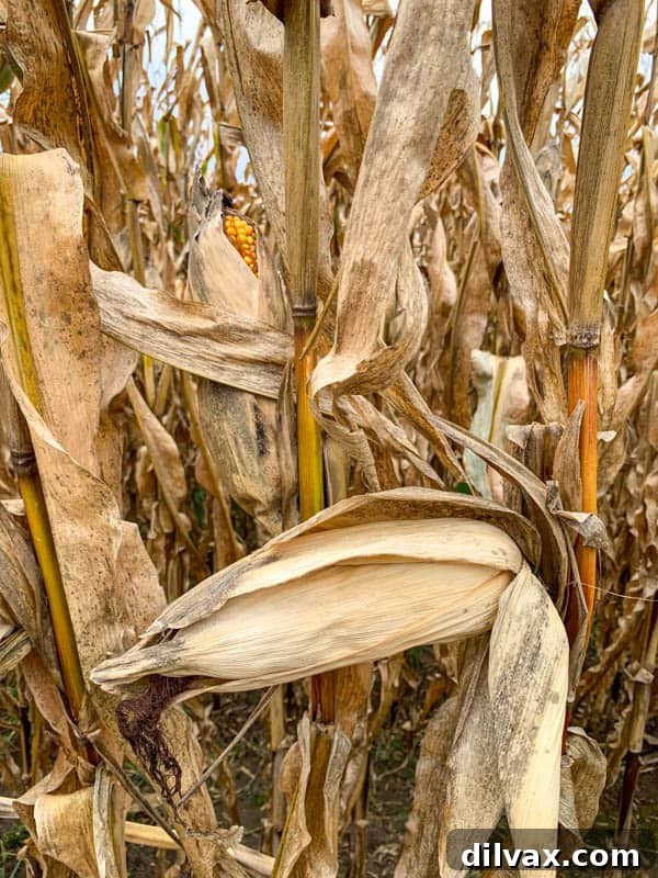 Mature corn stalks in an Iowa field, awaiting the perfect moment for harvest. Stalks of corn standing tall before harvesting, indicating moisture content.