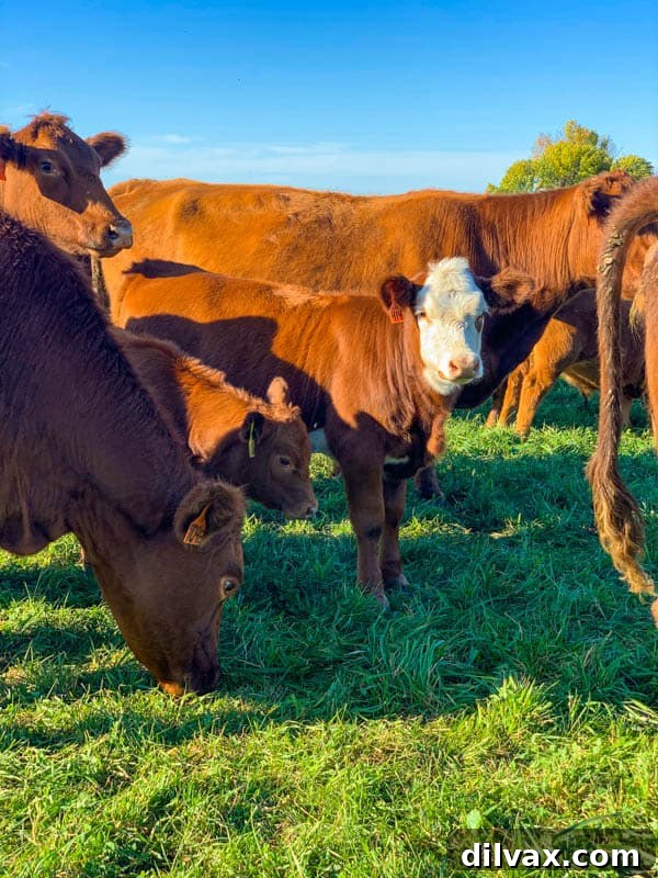 Rowe's Red Cows grazing in the pasture. Rowe's Red Cows grazing in the pasture.