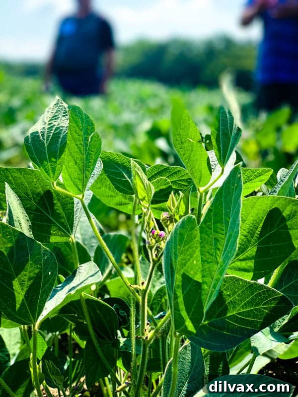 Soybean plants. Lush soybean plants growing vigorously in a cultivated field, symbolizing healthy crop growth.