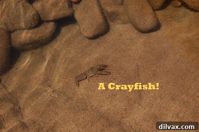 Scenic view of the canyon and surrounding nature near Tonto Natural Bridge.