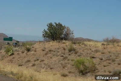 The I-17 Memorial Tree decorated with yellow ribbons and American flags for Memorial Day.