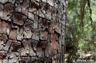 Close-up of a unique tree bark at Tonto Natural Bridge State Park, showcasing interesting textures and patterns.