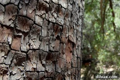 Close-up of a unique tree bark texture on the trail to Tonto Natural Bridge.