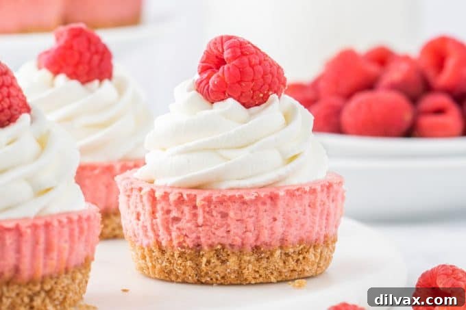 Petite Raspberry Cheesecakes 2 Mini Raspberry Cheesecakes – a close-up showing the creamy raspberry filling and graham cracker crust