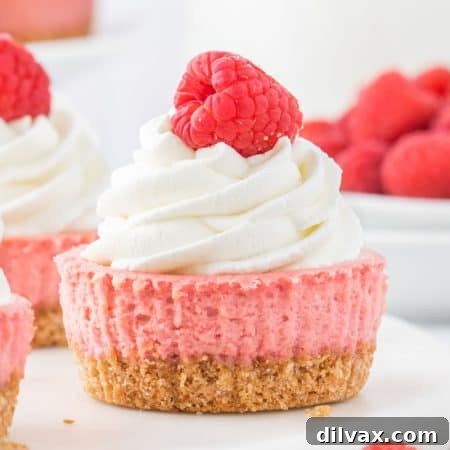 Mini Raspberry Cheesecakes