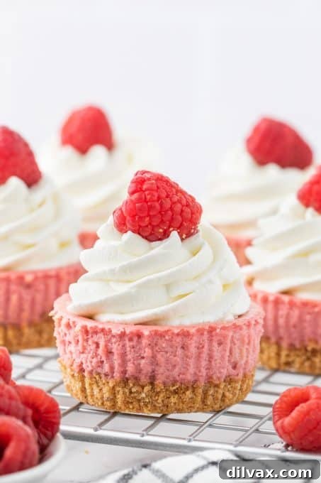 Mini Raspberry Cheesecakes
