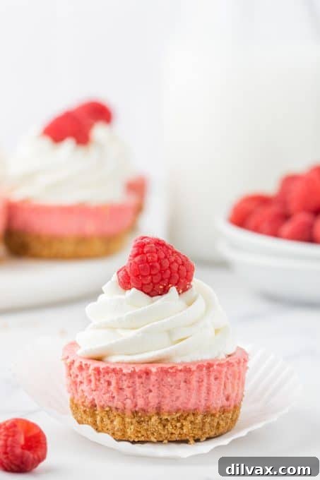 Petite Raspberry Cheesecakes 8 A serving of raspberry mini cheesecakes garnished with fresh raspberries