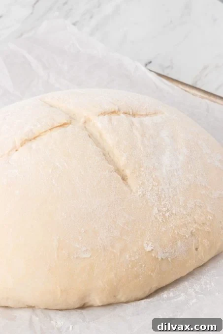 Artisan Italian Loaves 7 A loaf of Italian bread waiting to be baked, scored with an X.