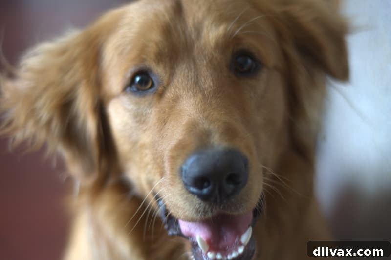 A charming Golden Retriever sitting patiently in the kitchen, observing the baking process.