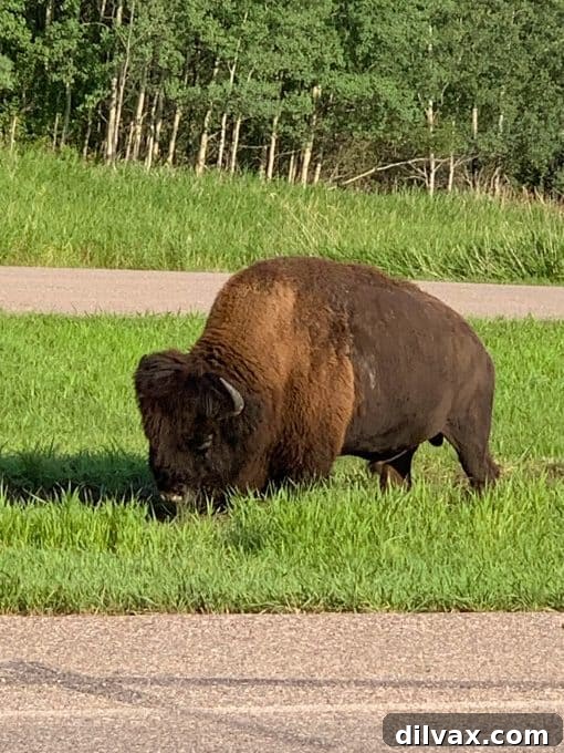 Lynne Feifer and family on their cross-country road trip
