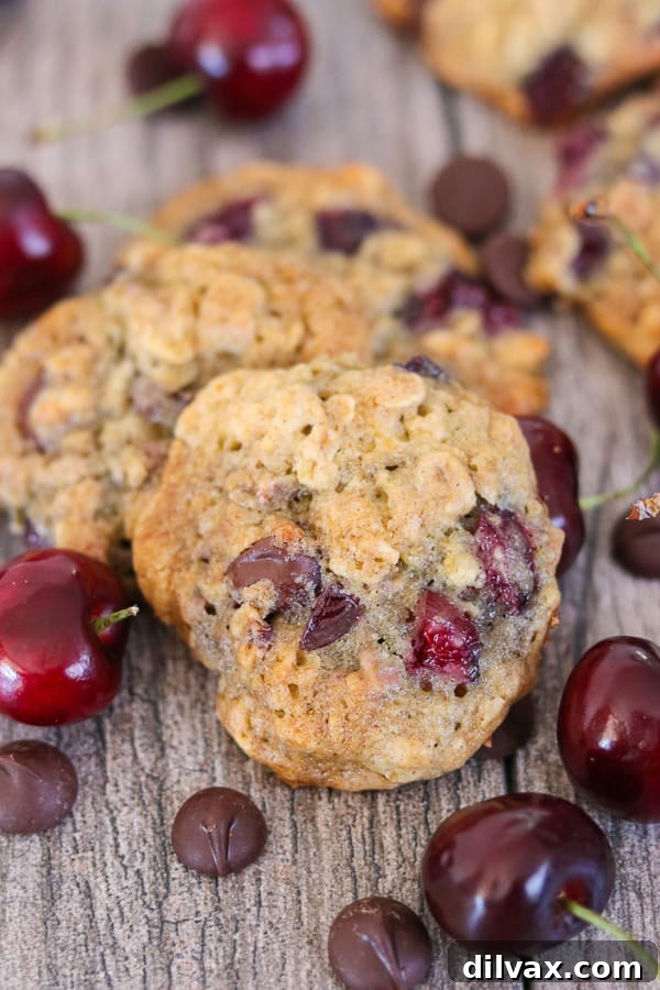 Dark Chocolate Cherry Oatmeal Cookies with dark chocolate chips and cherries. Dark Chocolate Cherry Oatmeal Cookies with dark chocolate chips and cherries, showcasing the enticing combination of flavors.