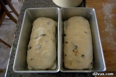 Two shaped bread loaves in greased pans, ready for second rise.