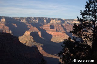 Daily Walnut Bake 12 A lone tree clinging to the canyon rim.