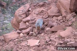 Daily Walnut Bake 13 Dramatic view into a deep gorge of the Grand Canyon.