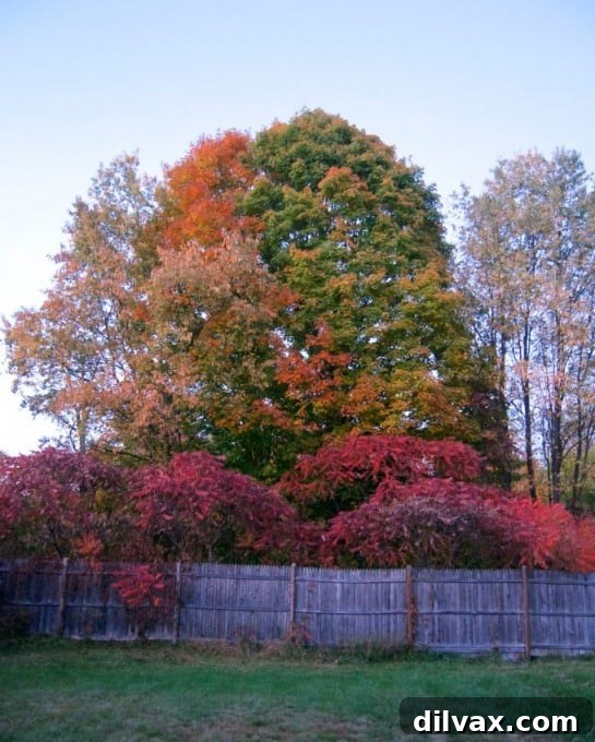 Stream flowing through dense autumn forest in New Hampshire