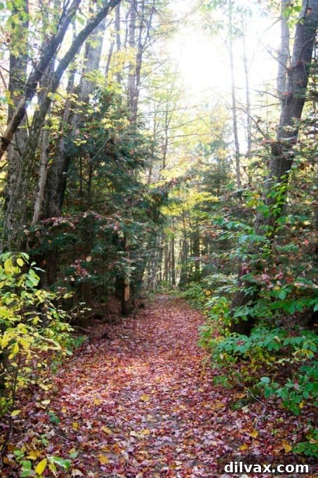 Pathway lined with fall leaves in a New Hampshire park