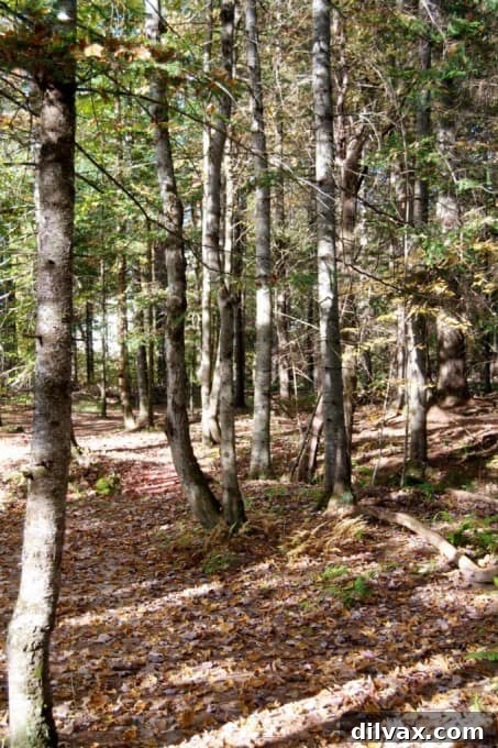 Sunlight filtering through golden and red fall leaves in New Hampshire forest