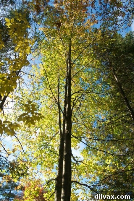 Close-up of colorful New Hampshire fall leaves clinging to tree branches