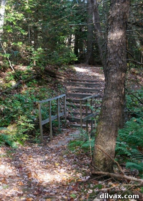Wooden fence leading to a vibrant autumn forest in New Hampshire