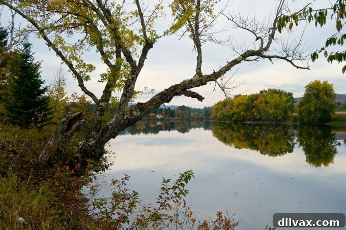 Distant mountains ablaze with fall colors under a clear New Hampshire sky