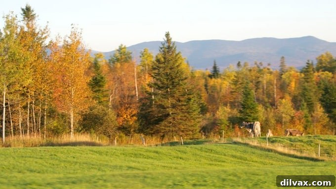 Close-up of brilliant New Hampshire fall colors, a tapestry of red, orange, and yellow leaves