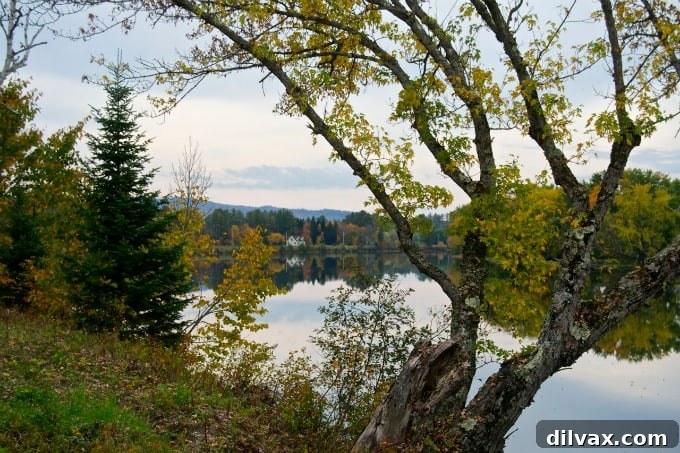 A serene field bordered by brilliant fall trees in New Hampshire