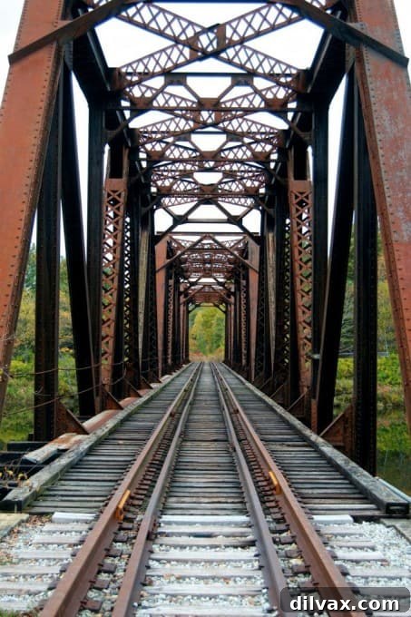 Sun-drenched autumn leaves in a New Hampshire forest with deep shadows