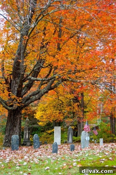 A solitary tree with bright red leaves standing out in a New Hampshire autumn field
