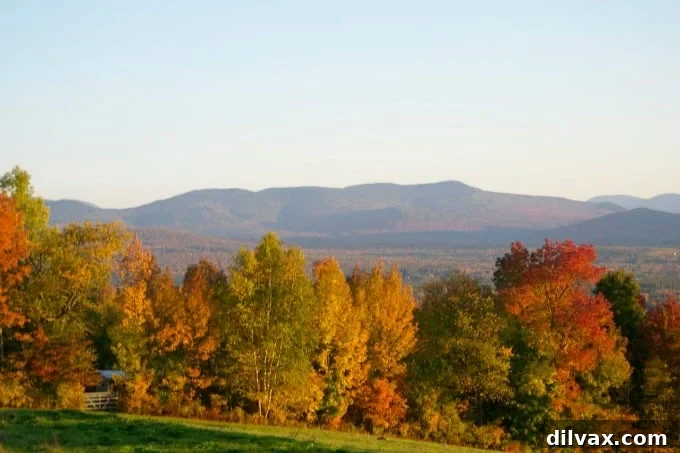 Scenic New Hampshire road winding through dense autumn trees, perfect for a fall drive