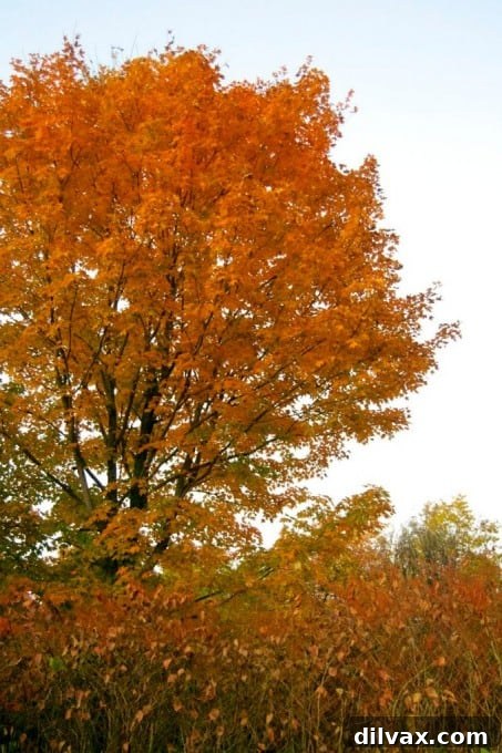 Close-up of bright red maple leaves against a New Hampshire blue sky in autumn