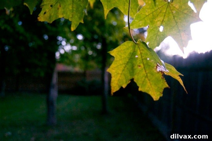 A charming New Hampshire farmhouse framed by vibrant fall foliage