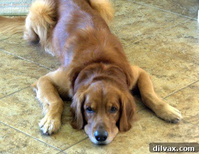A dog, Brady, looking intently at the photographer.